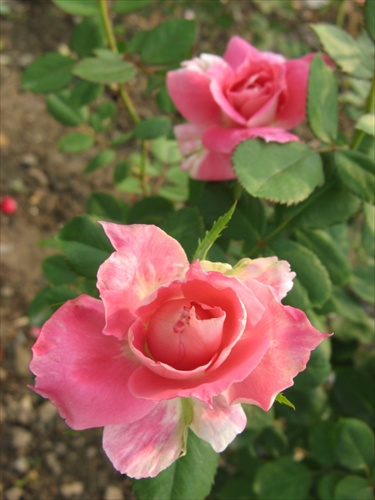 z ružovej záhrady 3