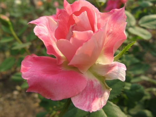 z ružovej záhrady 4