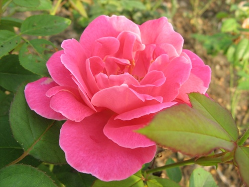 z ružovej záhrady 5