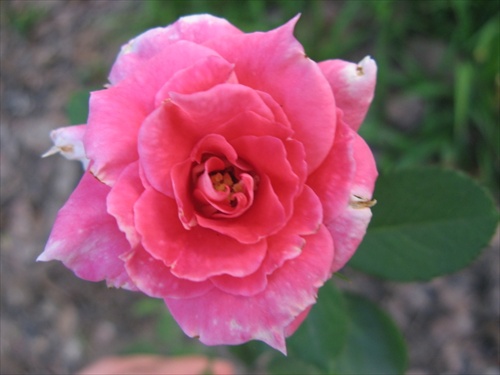 z ružovej záhrady 7