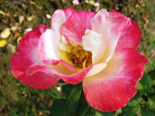 z ružovej záhrady 8