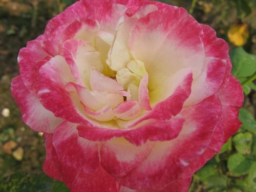 z ružovej záhrady 9