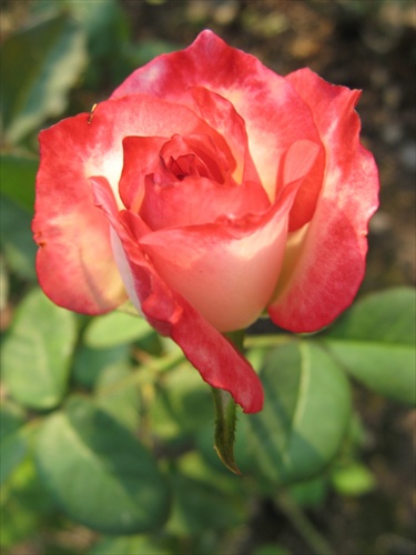 z ružovej záhrady 21