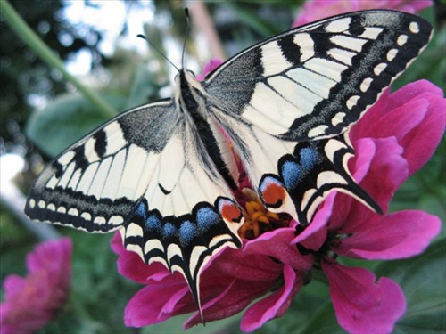 motýľ 1