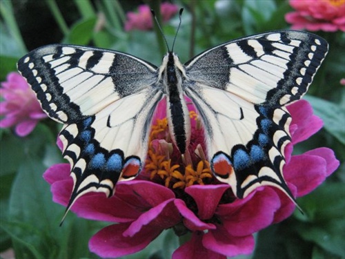 motýľ 3
