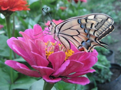 motýľ 4