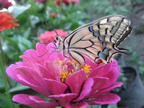 motýľ 5