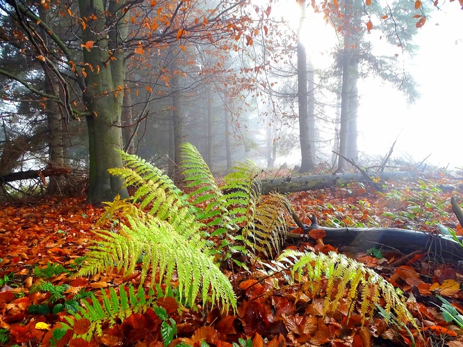 Jesenné zákutia...
