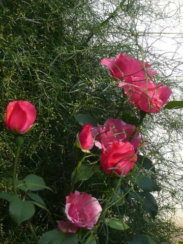 Prírodná Kutica ruží