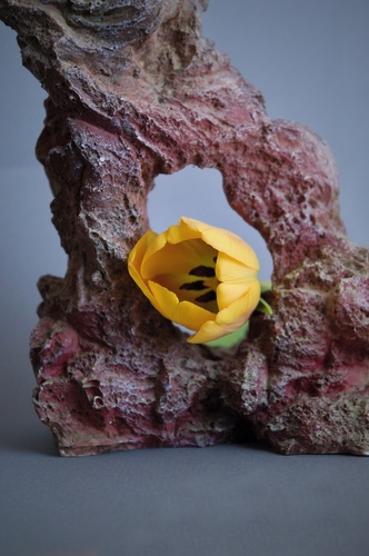 Tulipán a kameň.