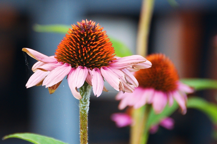Echinacea purpurová.