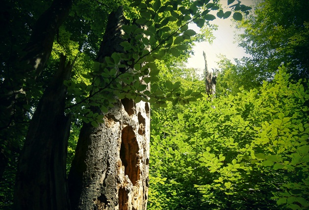 Nahnevaný strom