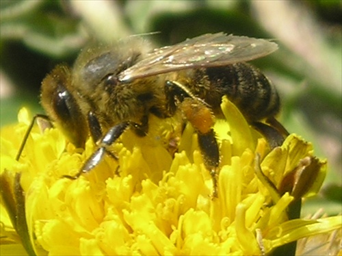 Včela1