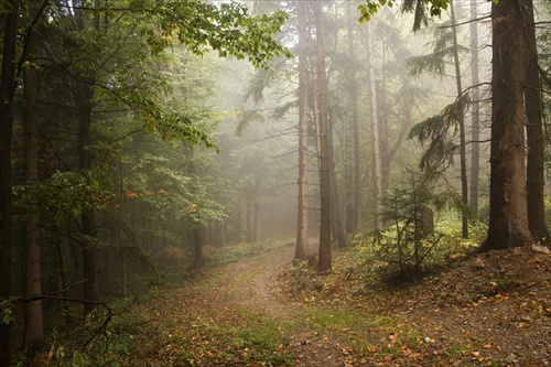 Jeseň v lese 1