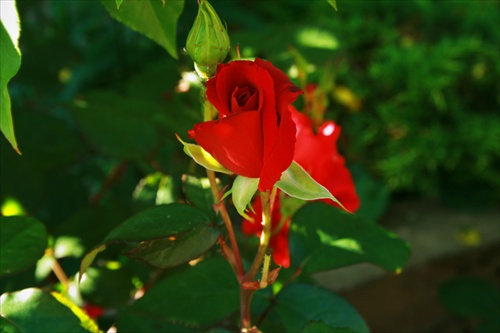 Ruža 2