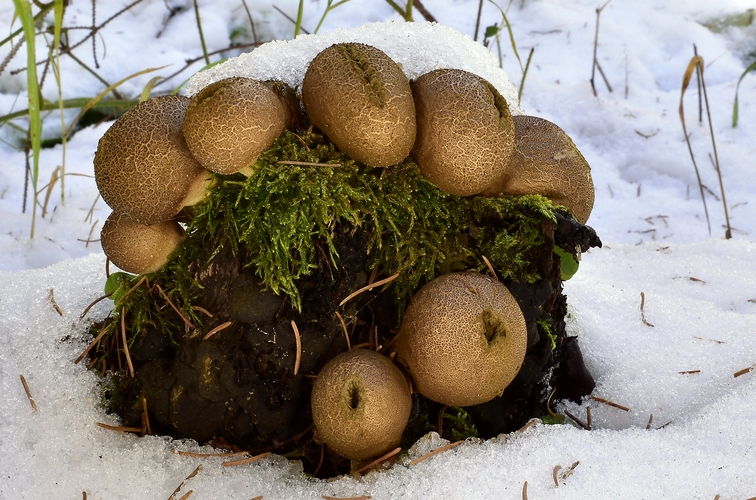 prášnica hruškovitá