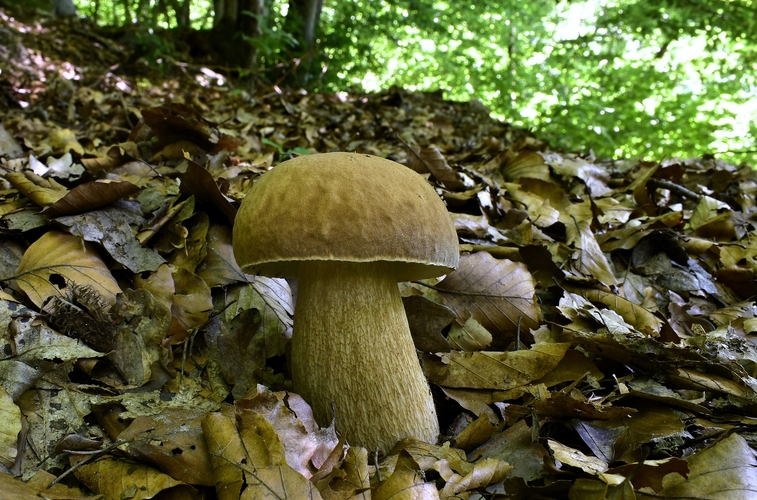 hríb dubový