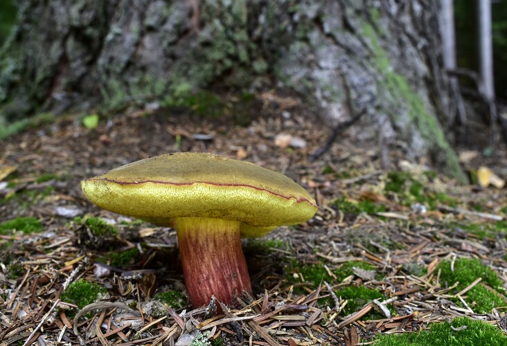 suchohríb žltomasový