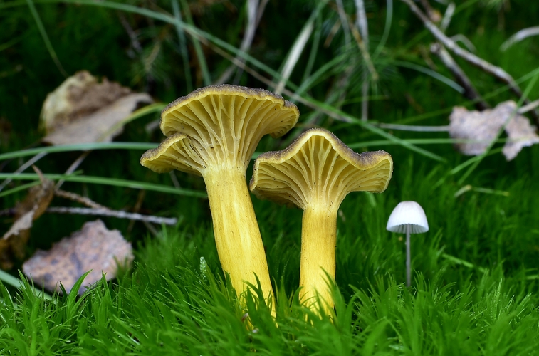 kuriatko lievikovité