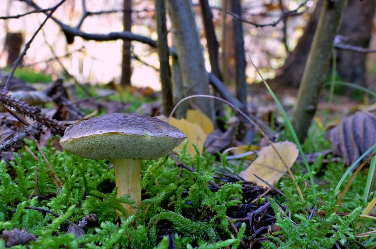 suchohríb žltomasový