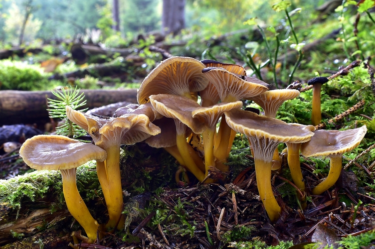 kuriatko lievikovité