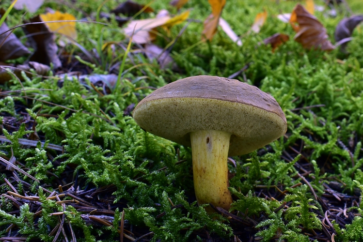 suchohríb žltomasový