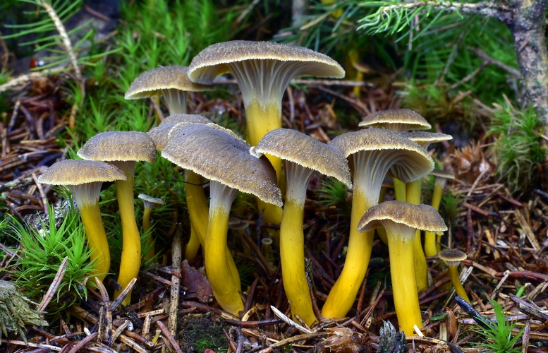 kuriatko lievikovité