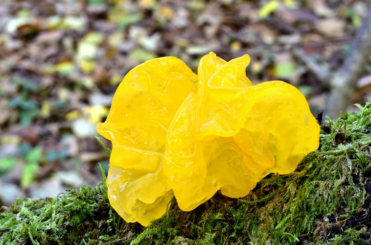 rôsolovka zlatožltá