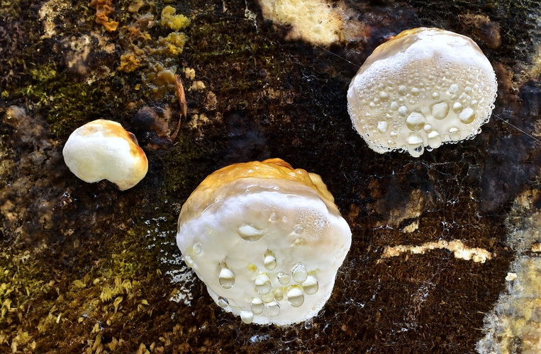 práchnovček pásikavý