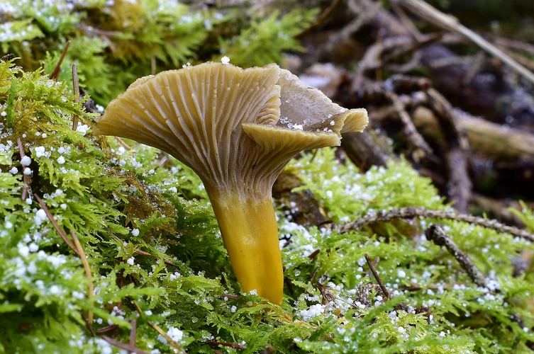 kuriatko lievikovité