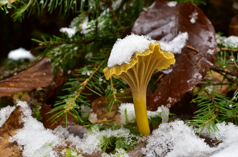 kuriatko lievikovité