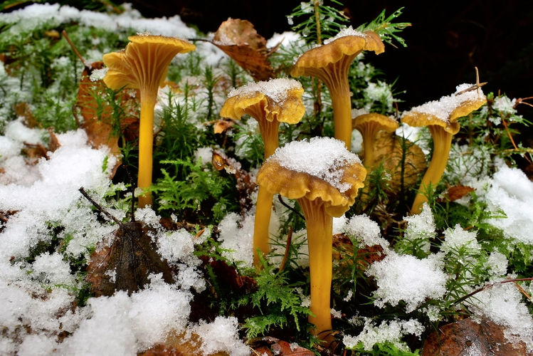 kuriatko lievikovité