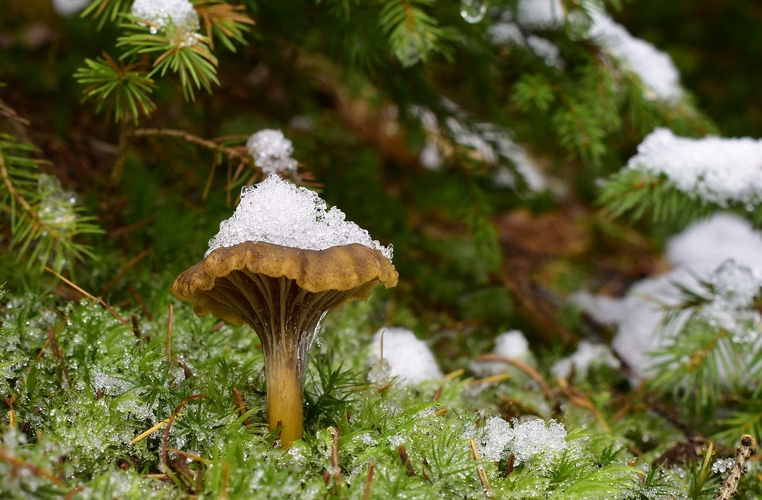 kuriatko lievikovité