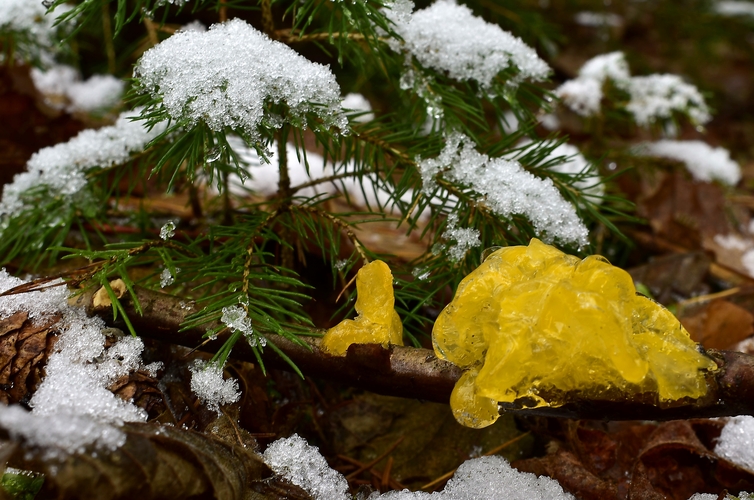 rôsolovka zlatožltá