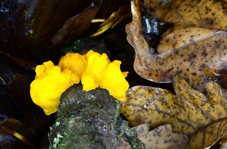 rôsolovka zlatožltá