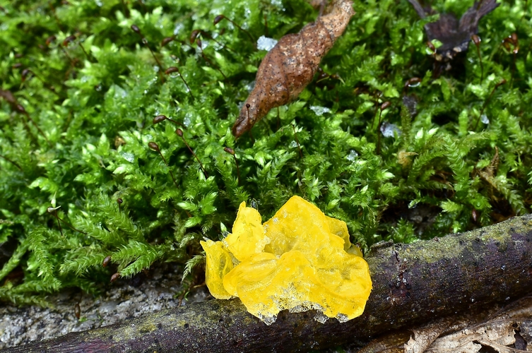 rôsolovka zlatožltá