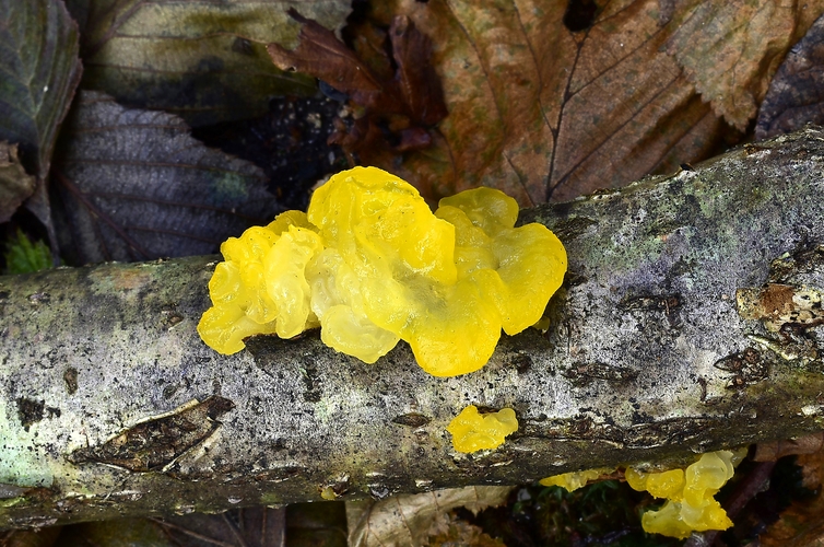 rôsolovka zlatožltá