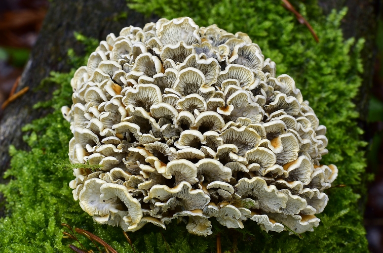 makkúšik kučeravý