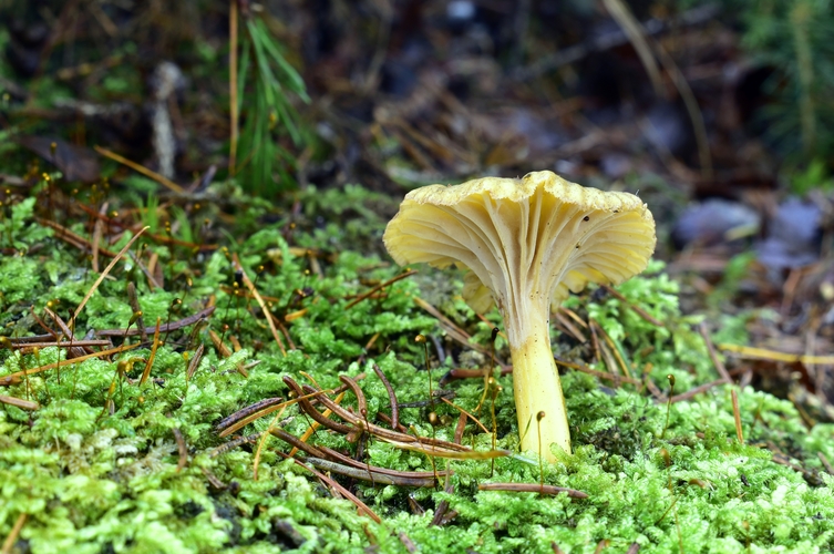 kuriatko lievikovité