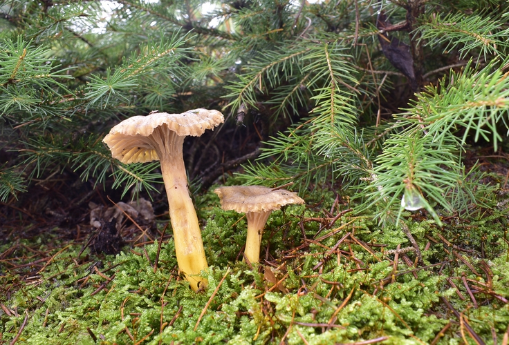 kuriatko lievikovité