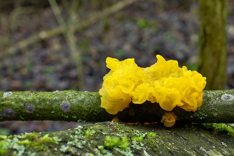 rosolovka zlatožltá