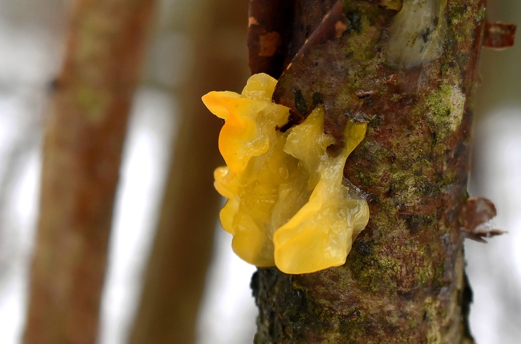 rôsolovka zlatožltá