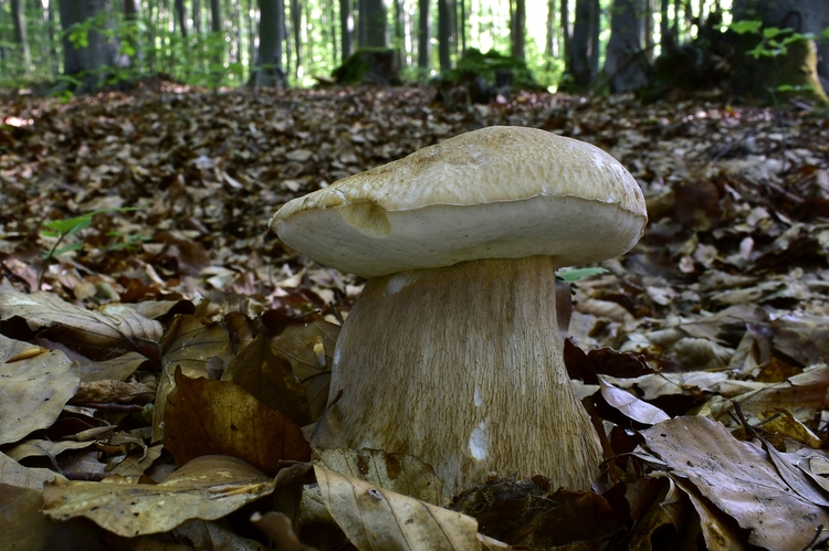 hríb dubový