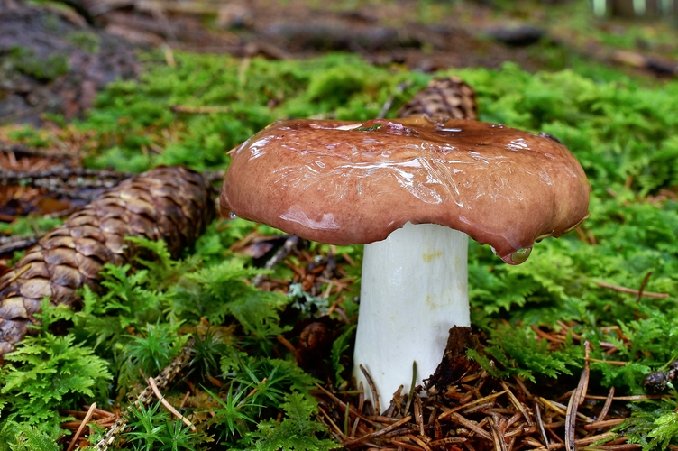 plávka 