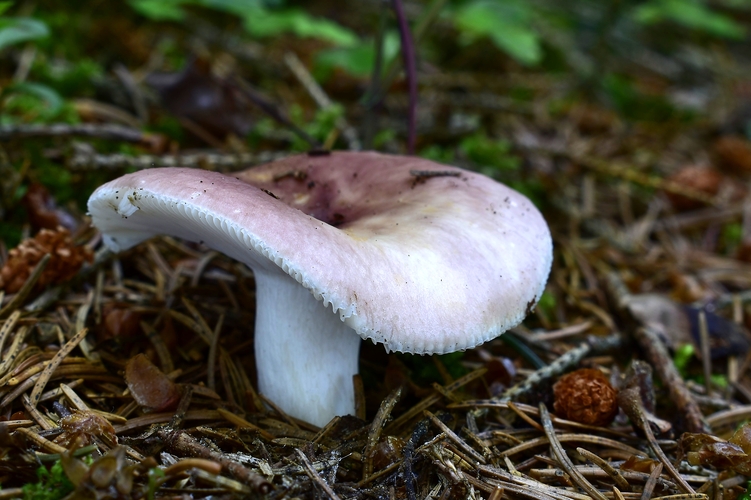 plávka 