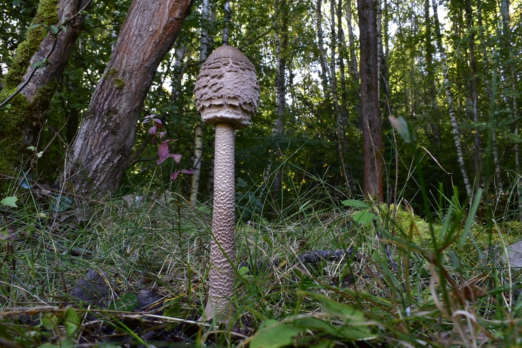 bedľa vysoká