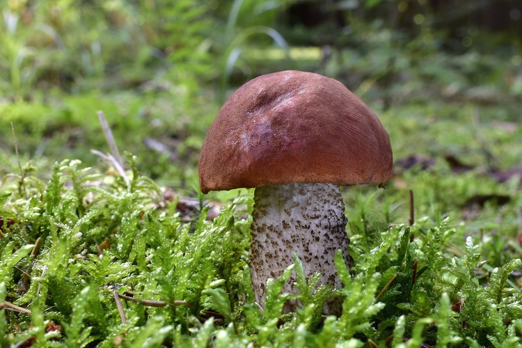 kozák smrekový