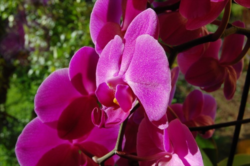 Orchidea domaca