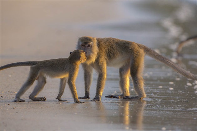 Opičia láska