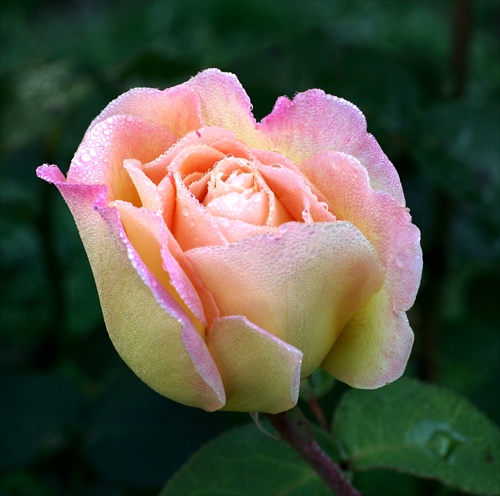 Ruža v rannej rose